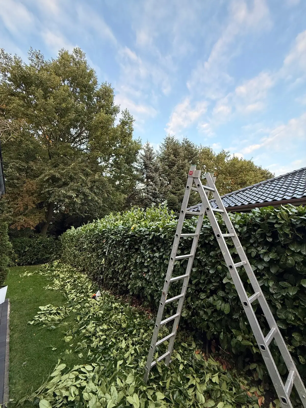 Hohe Hecke wird sicher mit der Leiter zurückgeschnitten