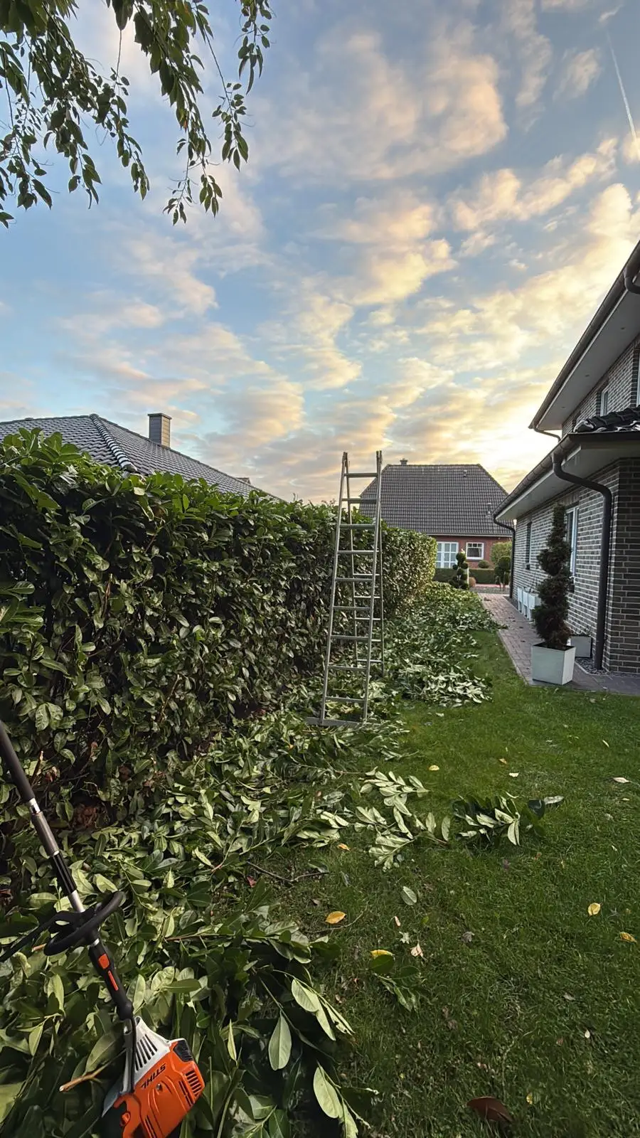 Heckenschnitt im Abendlicht – frisch geschnittene Hecke entlang eines Wohnhauses