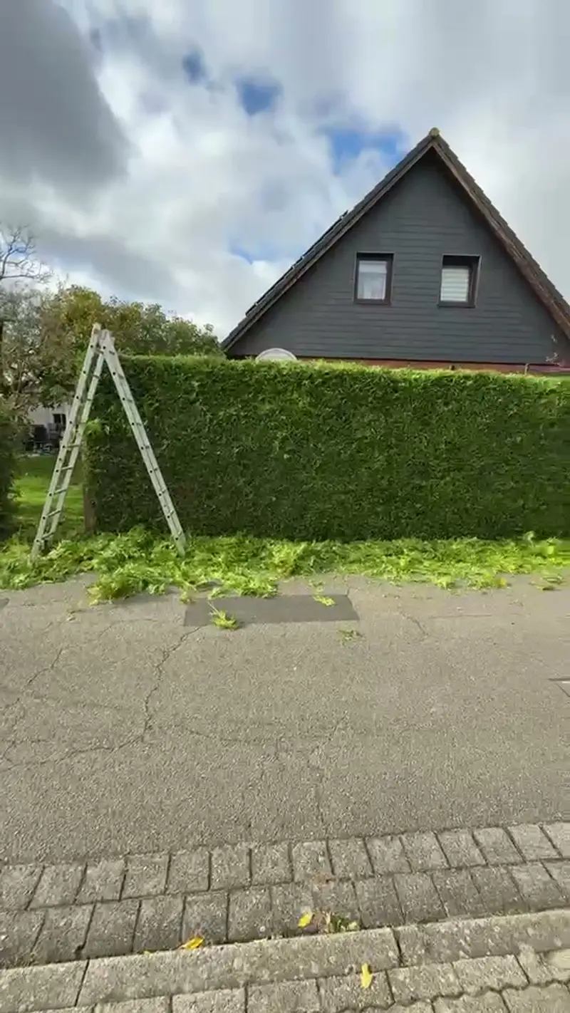 Video: frisch geschnittene Hecke entlang einer Straße
